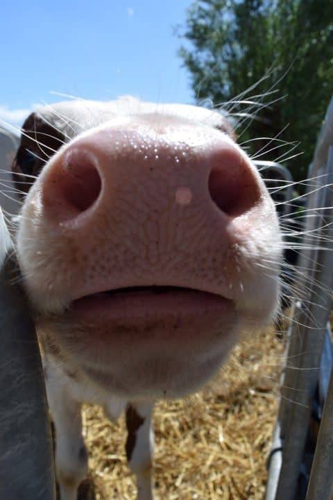 Kalfje op Hoeve Bouwlust