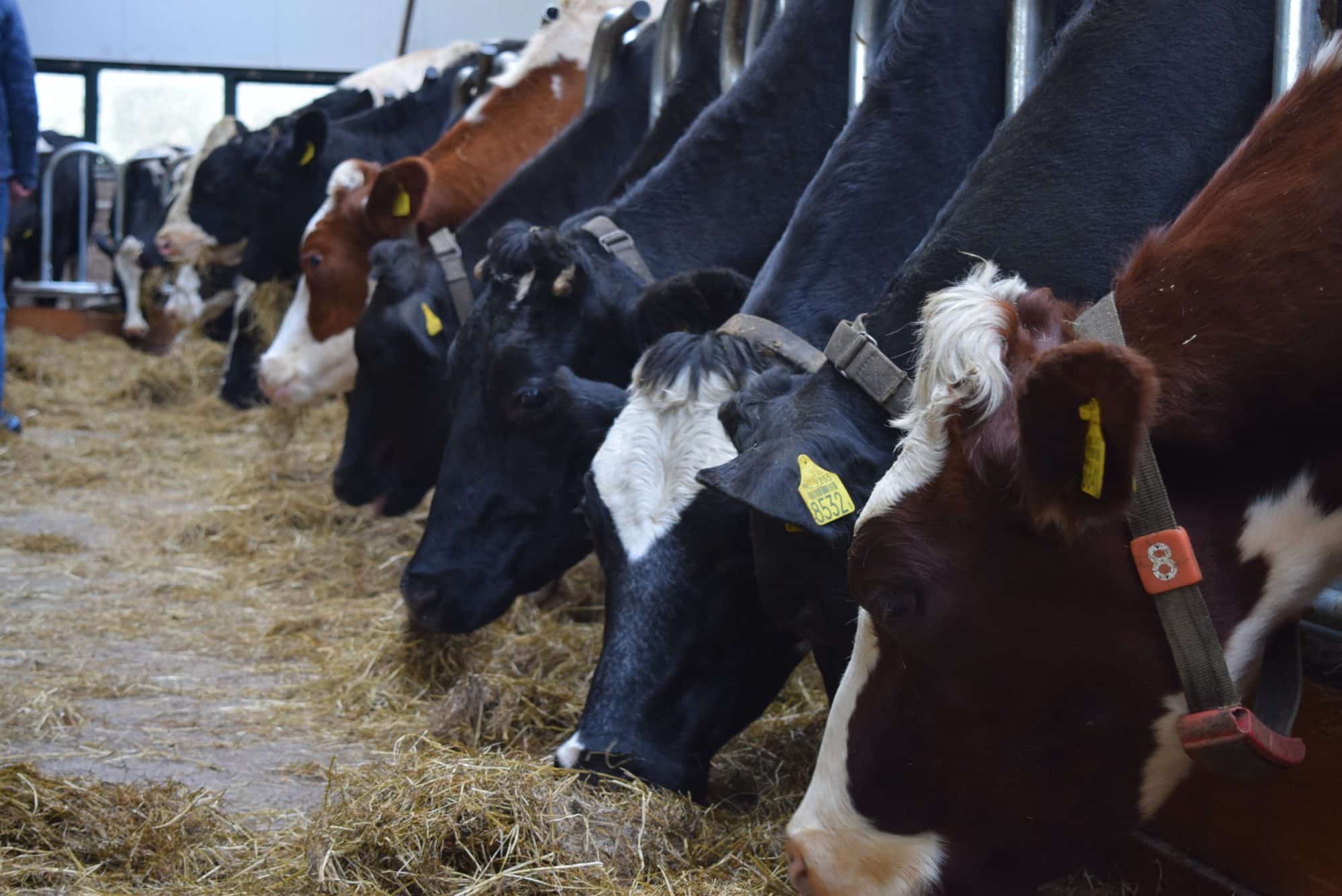 Oermelk is A2 Melk van Hoeve Bouwlust