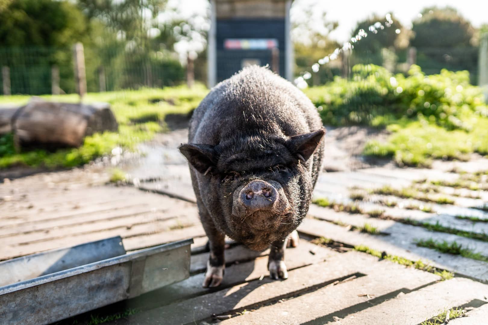 Schapen op Hoeve Bouwlust